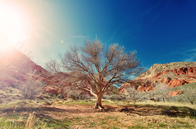 3 Ways to Flourish in the Desert